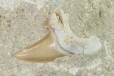Otodus Shark Tooth Fossil in Rock - Eocene #135832-1